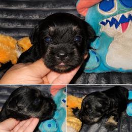 Jaicy - Black and silver female Miniature Schnauzer puppy in Ferndale, Washington from Blackhorse Schnauzers Washington state