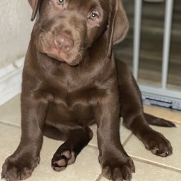 Labrador Retriever Puppies from Liberty Belle Labradors