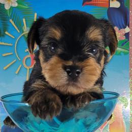 Red collar boy - Black and tan male Yorkshire Terrier puppy in Jacksonville, Florida from Yorkieology