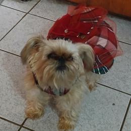 Daisy - Brussels Griffon