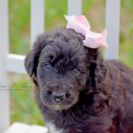 Aussiedoodle and Bordoodle Puppies from Dood B Ranch Doodles