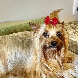 Lil Missy - Yorkshire Terrier