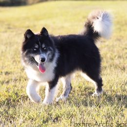 Coach - Black and white male Pomsky puppy in Moultonborough, New Hampshire from Foxfire Arctic Spitz