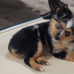 Toy Australian Shepherds from Paradise Kennel
