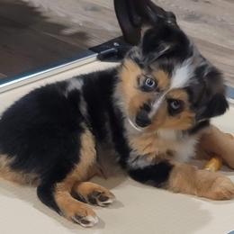 Toy Australian Shepherds from Paradise Kennel