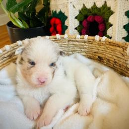 Moose - Merle male Pomsky puppy in Greenville, South Carolina from Thicketty Mountain Pomskies