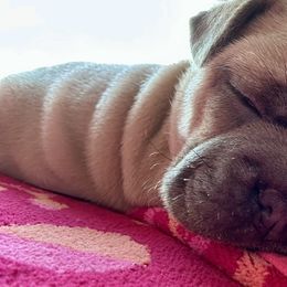French Bulldog Puppies from Upcountry Frenchies