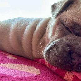 French Bulldog Puppies from Upcountry Frenchies