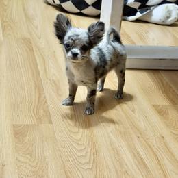 Marbles - Merle female Chihuahua puppy in Williamsburg, Virginia from PAWSitive Cheeky Chihuahuas