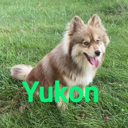Yukon - Pomsky