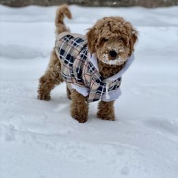 Goldendoodle Puppies from Patton Doodles