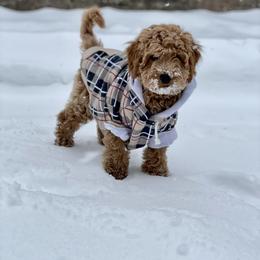 Goldendoodle Puppies from Patton Doodles