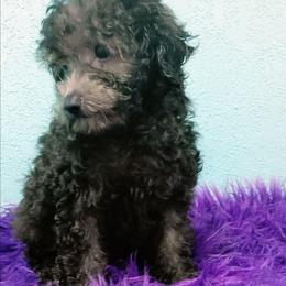 Twilight - Black female Poodle puppy in Neosho, Missouri from Star Light Pups