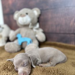 Dachshund Puppies from Harrison Farm