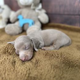 Dachshund Puppies from Harrison Farm