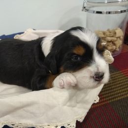 Bernedoodle, Goldendoodle, and Sheepadoodle Puppies from Country Meadow Doodles
