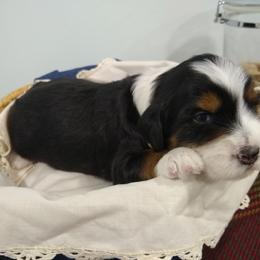 Bernedoodle, Goldendoodle, and Sheepadoodle Puppies from Country Meadow Doodles