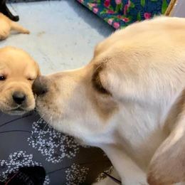 Labrador Retriever Puppies from Green Wave Labradors