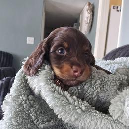 Slider - Chocolate and tan male Dachshund puppy in Willcox, Arizona from Tootsie's Tiny Toes