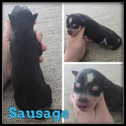Sausage - Black and white male Siberian Husky puppy in Wheeler, Michigan from Haase Family Kennels