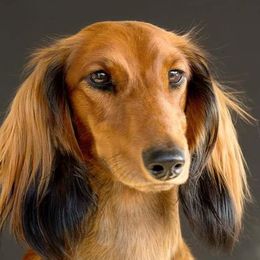 Dachshunds from Sand Dollar Dachshunds