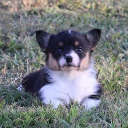 Dolly - Black and tan female American Corgi puppy in Leighton, Alabama from Bar P Livestock Corgis
