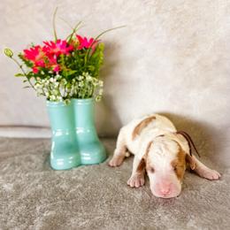Baby's Breath (Baby) - Parti female Labradoodle puppy in Elizabeth City, North Carolina from Howdy Doodles