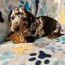 Decoration - Dapple male Dachshund puppy in Madison, Wisconsin from Mahzian Miniature Dachshunds