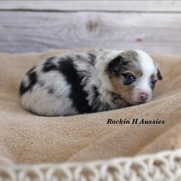 Bmf 1 - Blue merle female Toy Australian Shepherd puppy in Russellville, Arkansas from Rockin H Aussies