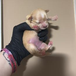 Beverly - Cream and white female Chihuahua puppy in Knowlton Township, New Jersey from Augenblick Kennels