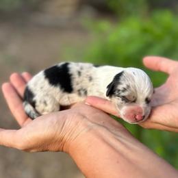 Brewed - Blue merle and white male American Corgi puppy in Bayard, Nebraska from Puppies by Alies