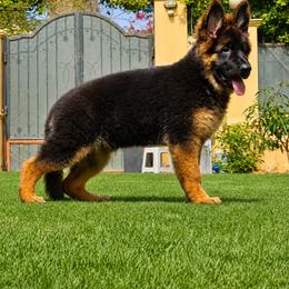 German Shepherd Puppies from Von Gonzalez Kennel