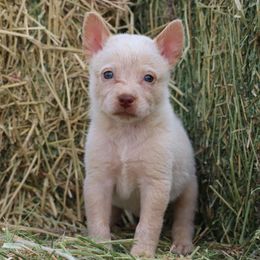 Tumbleweed - Red speckled male Australian Cattle Dog puppy in Tucson, Arizona from Socattleranch’s Corgi’s