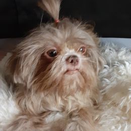 Honey Bunn  - Shih Tzu
