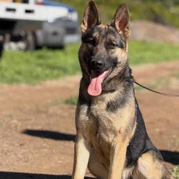 Kidiri - Black and tan female German Shepherd puppy in Riverside, California from Von Der Sagobi