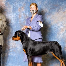 Gabby - Rottweiler