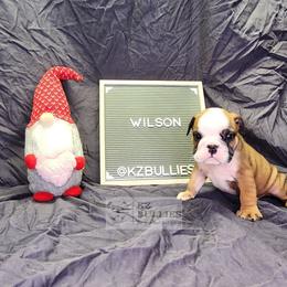 Wilson - Red and white male Bulldog puppy in Hillsdale County, Michigan from KZ Bullies LLC