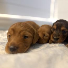 Dachshund Puppies from Mini Dachshund Collection