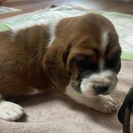 Brownie - Mahogany and white male Basset Hound puppy in Daleville, Alabama from Home Grown Basset Hounds of Alabama