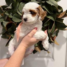 Denali - Parti female Goldendoodle puppy in Mesa, Arizona from Twinkle MiniDoodles
