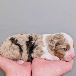 Boy 1 - male Aussiedoodle puppy in New Durham, New Hampshire from Ridgeview Aussiedoodles
