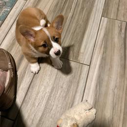 Poppy - White and red female Pembroke Welsh Corgi puppy in Florence, Texas from Ginger Sky Corgi Ranch
