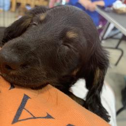 Dachshund Puppies from Howard Hounds
