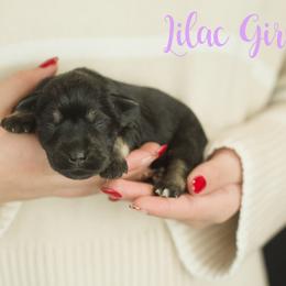 Lilac Girl - Black and silver female Miniature Schnauzer puppy in Commerce, Georgia from Peach State Miniature Schnauzers