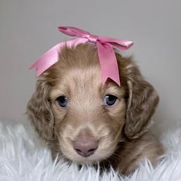 Jessie Spano - Cream female Dachshund puppy in Perris, California from The Dach House