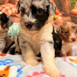 Penelope - Blue merle female Aussiedoodle puppy in Dickerson, Maryland from Pawsome Aussie Doodles and Oodles