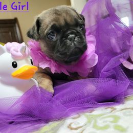 Purple Girl - Fawn female Pug puppy in Weirsdale, Florida from Splash of Color Pug's