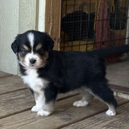 Monkey - Black tri male Miniature American Shepherd puppy in Minden, Nevada from Kickinauss Minis