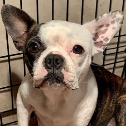 Moon - French Bulldog