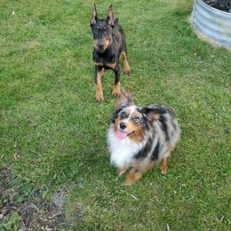 Doberman Pinscher Puppies from Jensen Dobermans